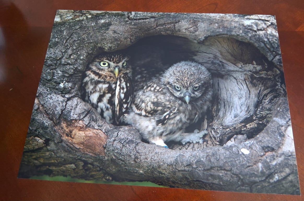 TWO LITTLE OWLS IN A NEST