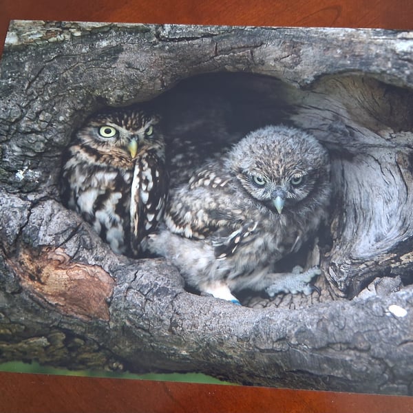 TWO LITTLE OWLS IN A NEST