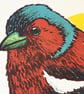 Chaffinch, 4-colour screen print - Image 3