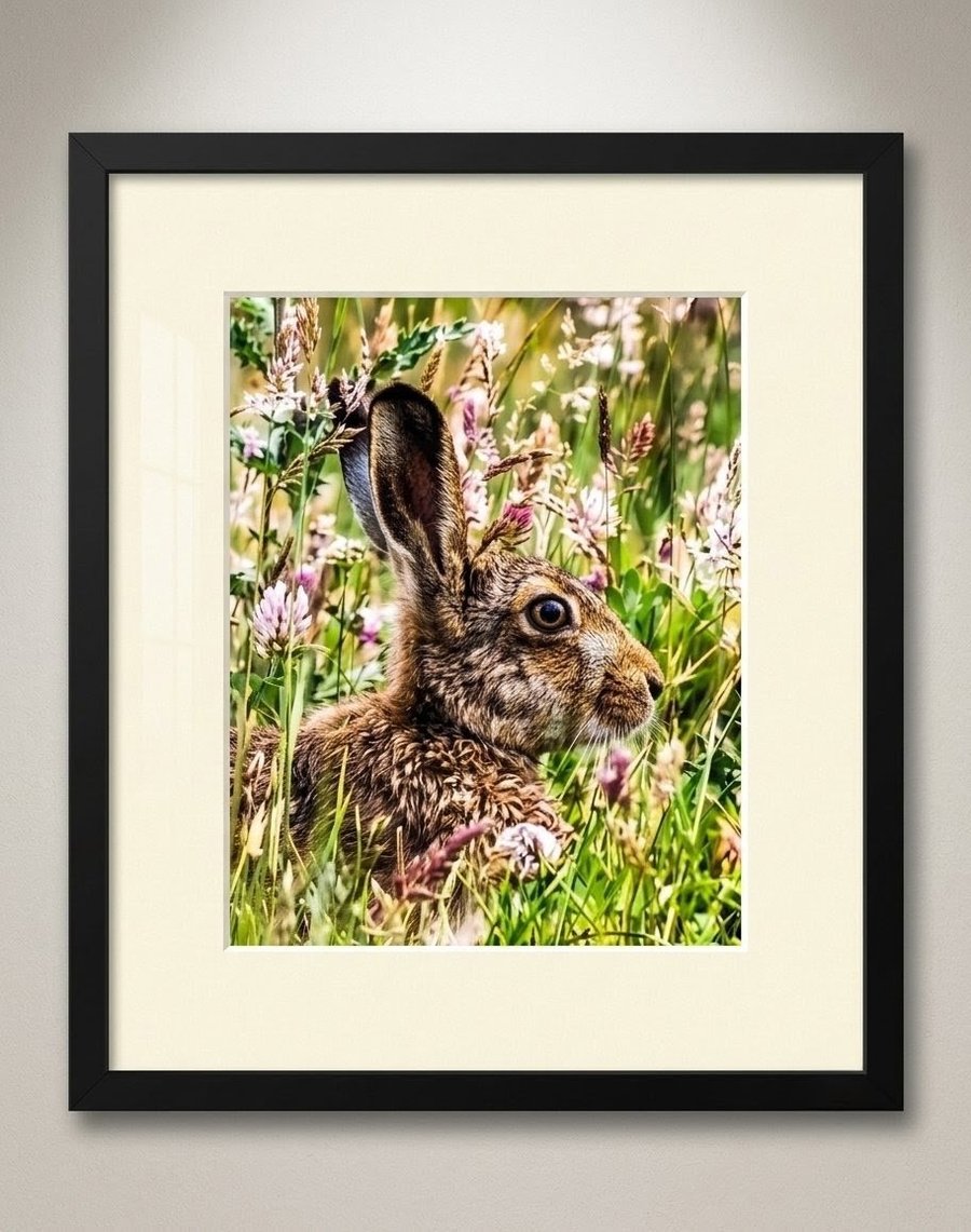 Image of Wild Hare