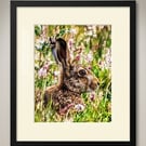Wild Hare