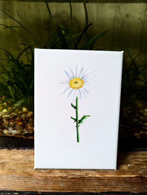 Oxeye Daisy Acrylic Wildflower Painting 