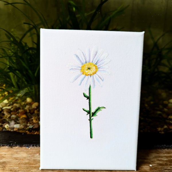 Oxeye Daisy Acrylic Painting 