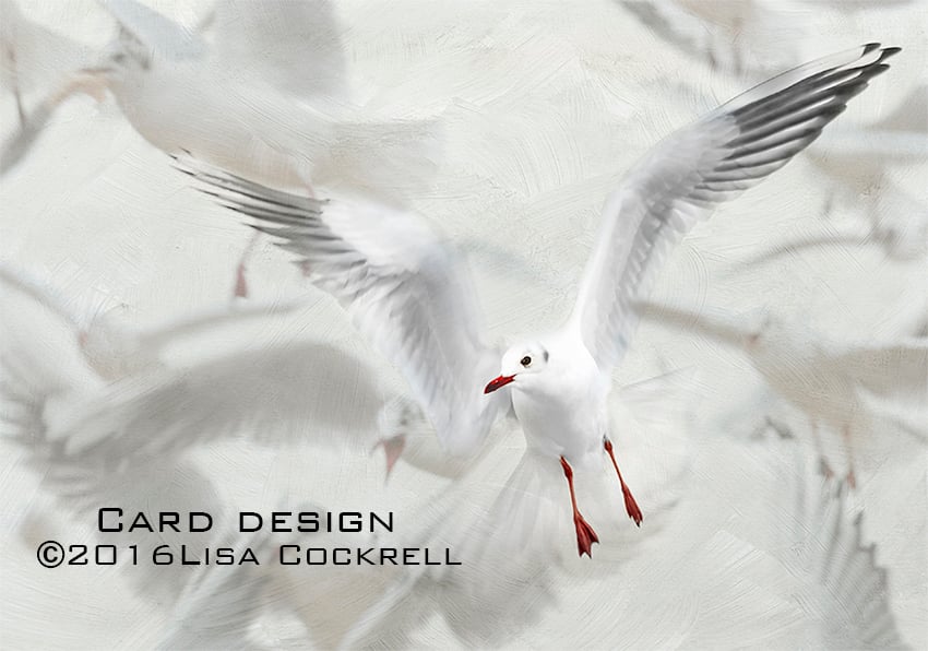 Exclusive Seagull Ballet Greetings Card