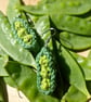 Pea pod earrings, Jewellery gift for gardener, Green jewellery, Vegetable theme - Image 2