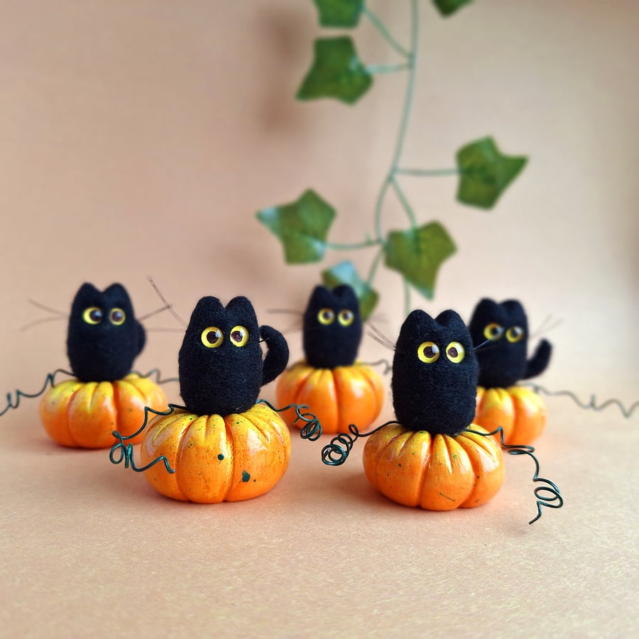 Pumpkin Cat - Plain Pumpkin