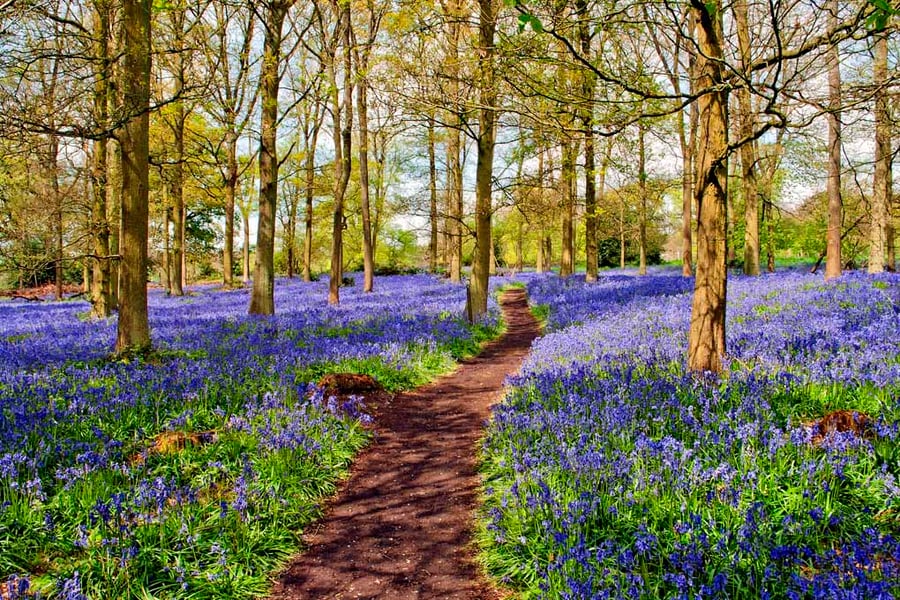 Bluebell Woods Greys Court Oxfordshire UK Photograph Print