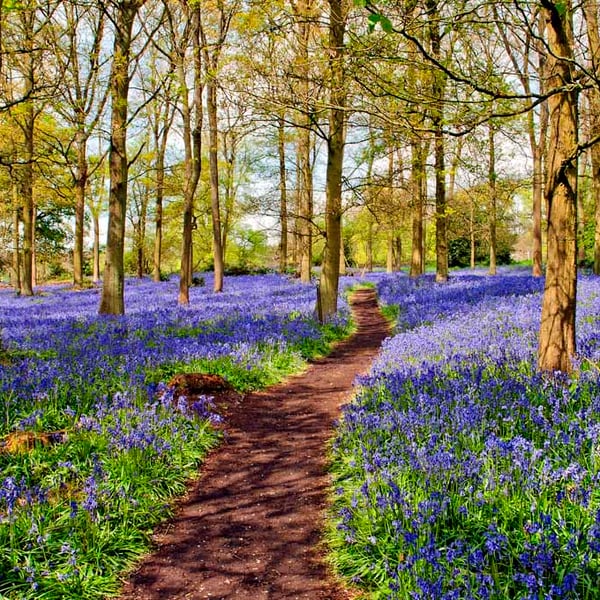 Bluebell Woods Greys Court Oxfordshire UK Photograph Print