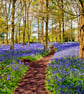 Bluebell Woods Greys Court Oxfordshire UK Photograph Print - Image 1