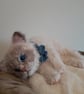 Ragdoll Kitten, dotpebblesknits Design - Image 5