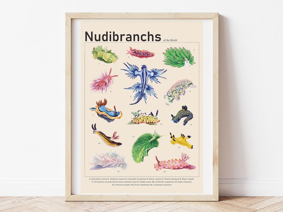 Nudibranch & Sea Slugs of the World
