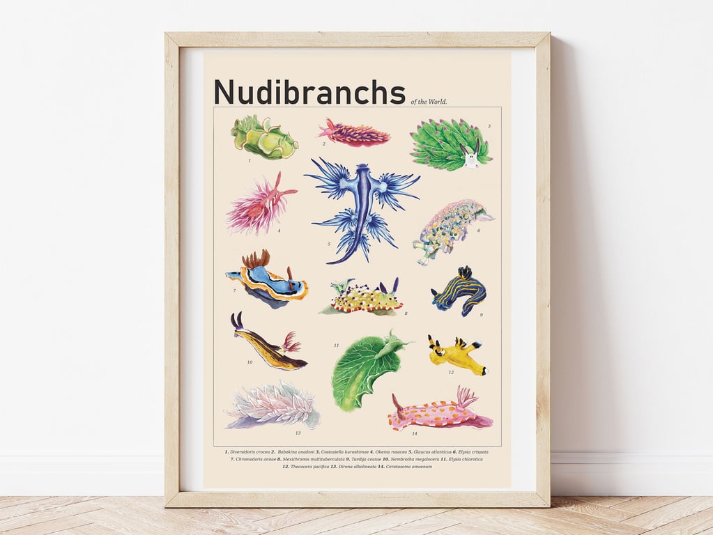 Nudibranch & Sea Slugs of the World