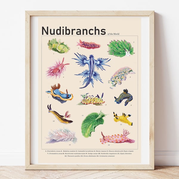 Nudibranch & Sea Slugs of the World
