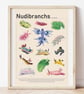 Nudibranch & Sea Slugs of the World