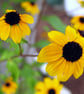 Sterling Silver Sunflower Stud Earrings with Real Flowers - Image 3