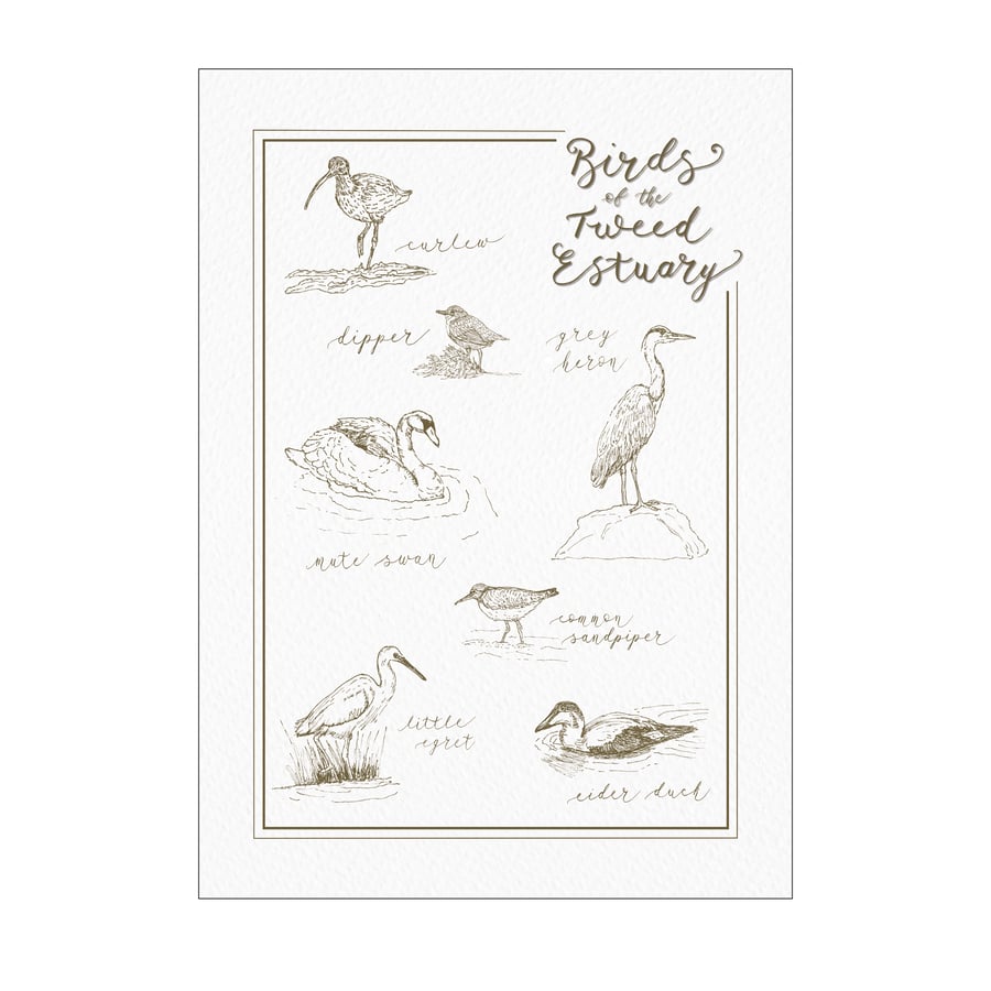 River Tweed Estuary Birds: Pen & Ink Illustrations (A4 Size Art Print)