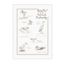 River Tweed Estuary Birds: Pen & Ink Illustrations (A4 Size Art Print)