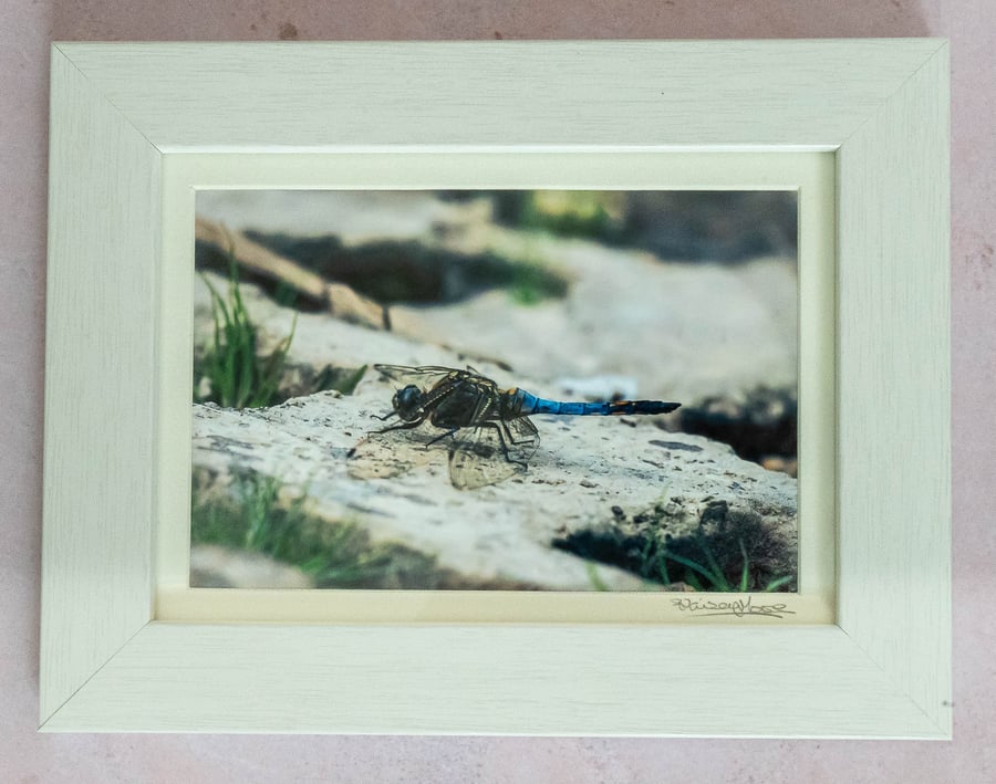 Black-Tailed Skimmer Dragonfly