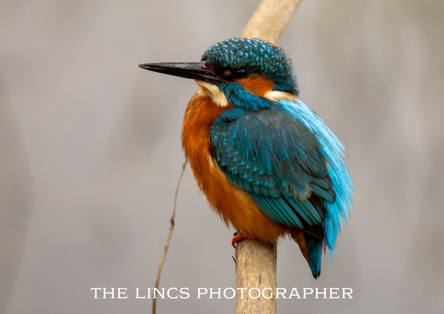 Kingfisher print (Limited edition of 10)
