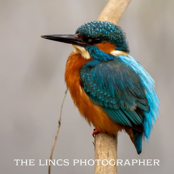 Kingfisher print (Limited edition of 10)