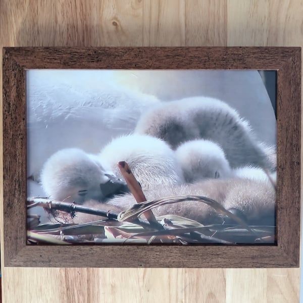 Sleeping cygnets