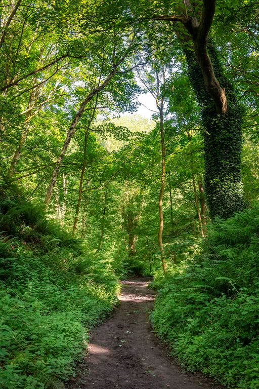 The woodland path print