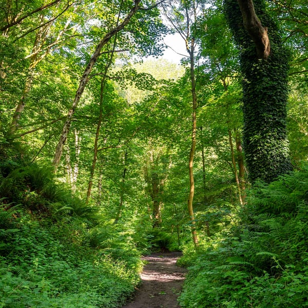 The woodland path print