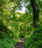 The woodland path print - Image 1