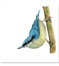 Nuthatch greeting card (blank) - Image 2