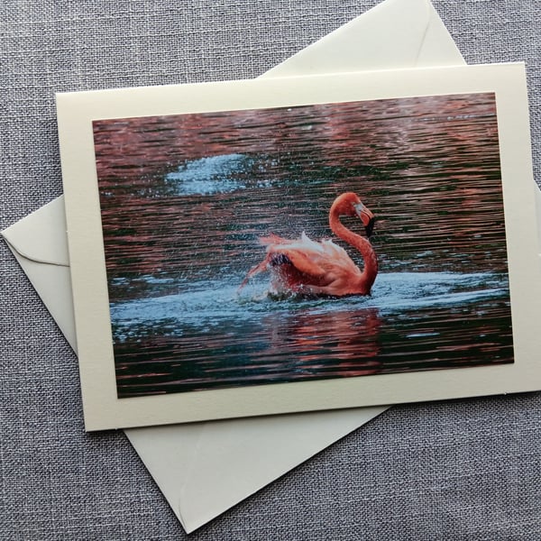 Flamingo Large Photographic Card 7" x 5" (18cm x 13cm0 Blank