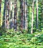 A5 Greeting Card Woods Norfolk - Image 1