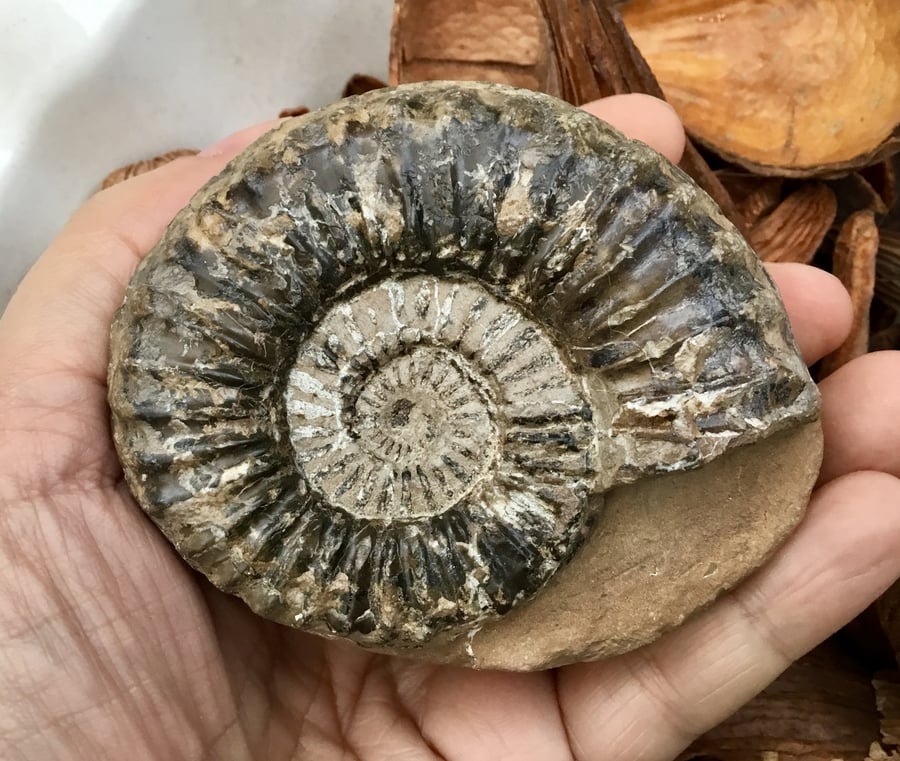 Custom listing for Cariad Crafts.  Large Ammonite Fossil for Display.