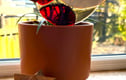Suncatchers
