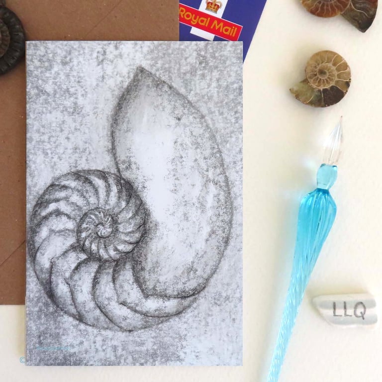  Blank card chambered nautilus spiral shell notecard cello free
