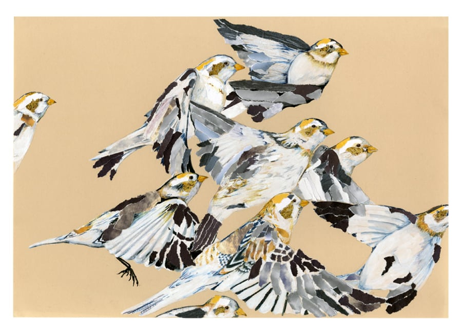 Snow Buntings in Flight A4 Giclee Print