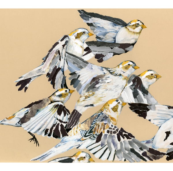 Snow Buntings in Flight A4 Giclee Print