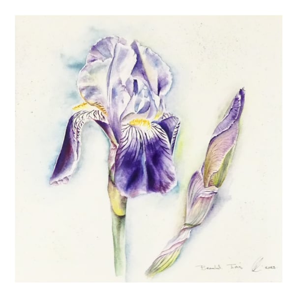 Framed Botanical Iris Flower Watercolour Original Painting