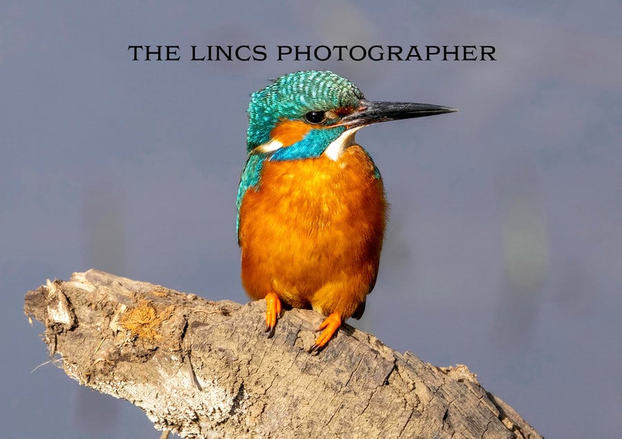 Kingfisher print (Limited edition of 10)