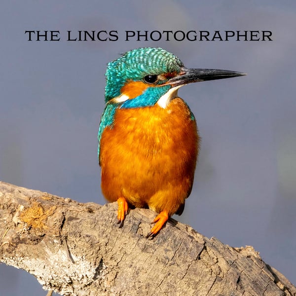 Kingfisher print (Limited edition of 10)