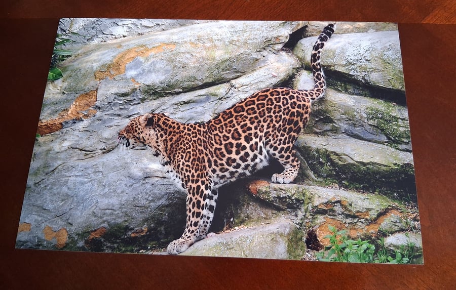 AMUR LEOPARD PHOTOGRAPH 