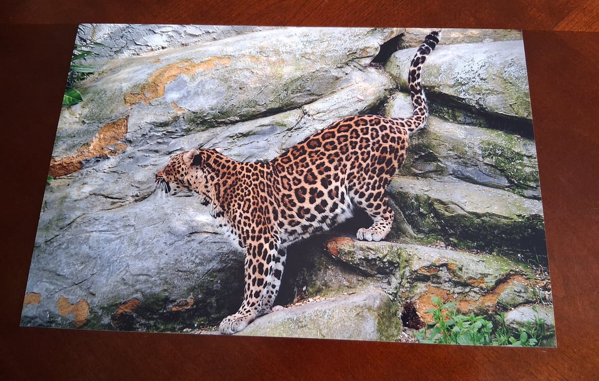 AMUR LEOPARD PHOTOGRAPH 