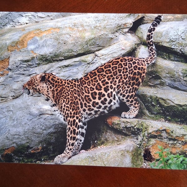AMUR LEOPARD PHOTOGRAPH 