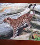 AMUR LEOPARD PHOTOGRAPH 