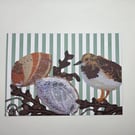 Turnstone coastal bird A5 print