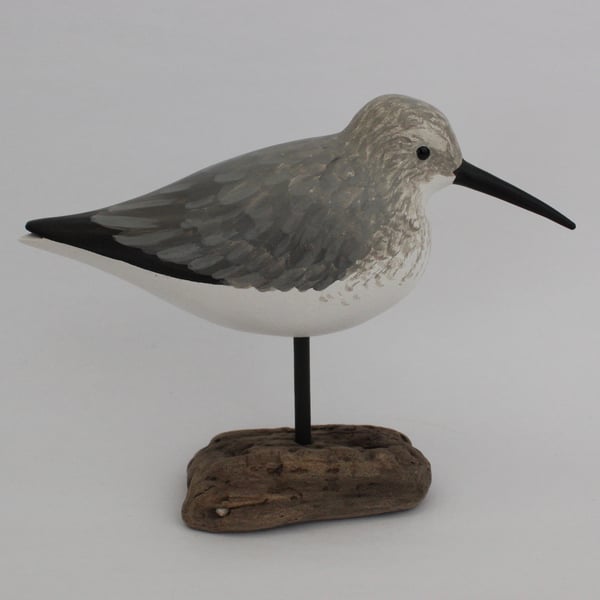 Dunlin on driftwood