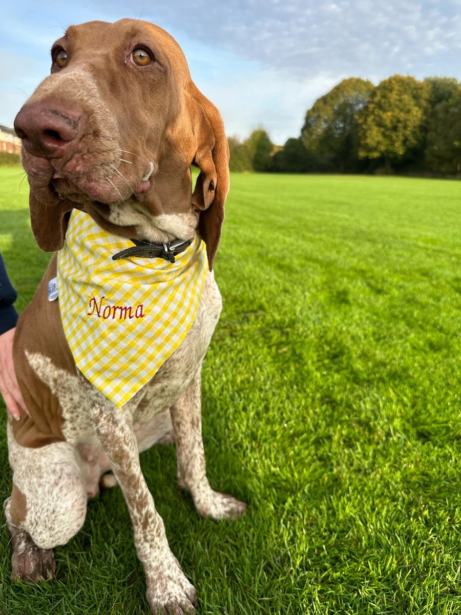 Personalised Dog Bandana