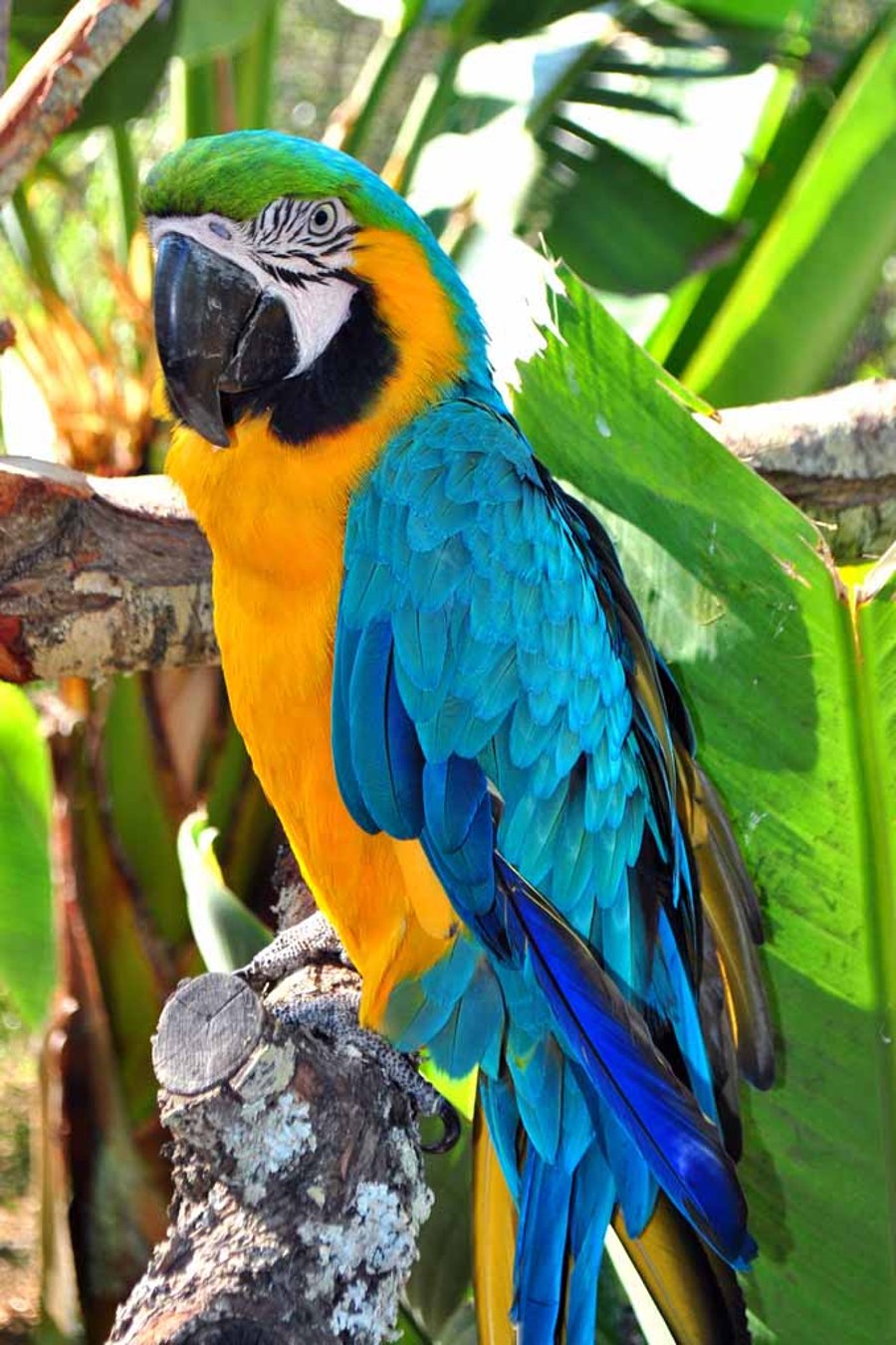 Macaw Parrot Yellow And Blue Bird 12"x18" Print