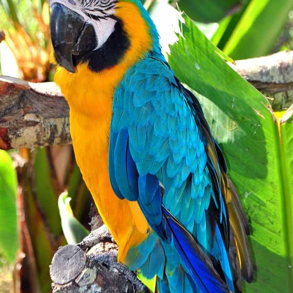 Macaw Parrot Yellow And Blue Bird 12"x18" Print