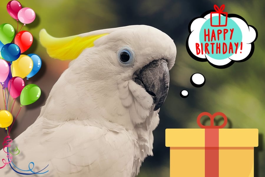 Happy Birthday Cockatoo Parrot Card A5