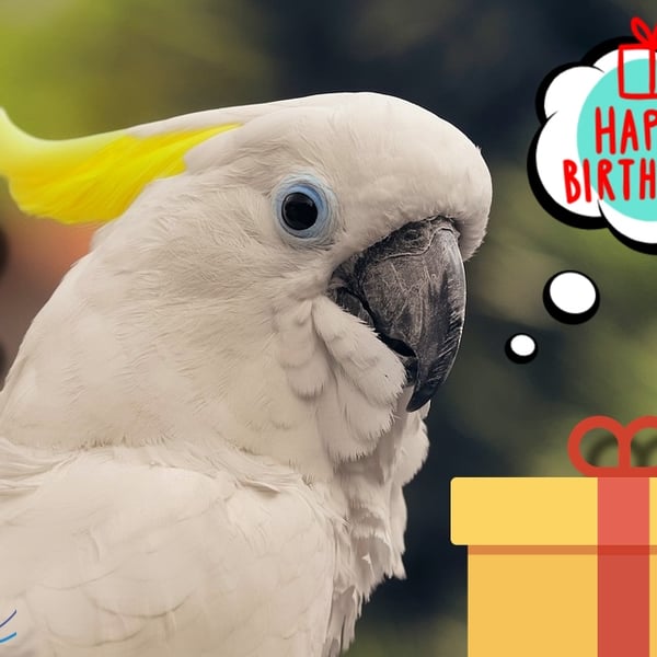 Happy Birthday Cockatoo Parrot Card A5
